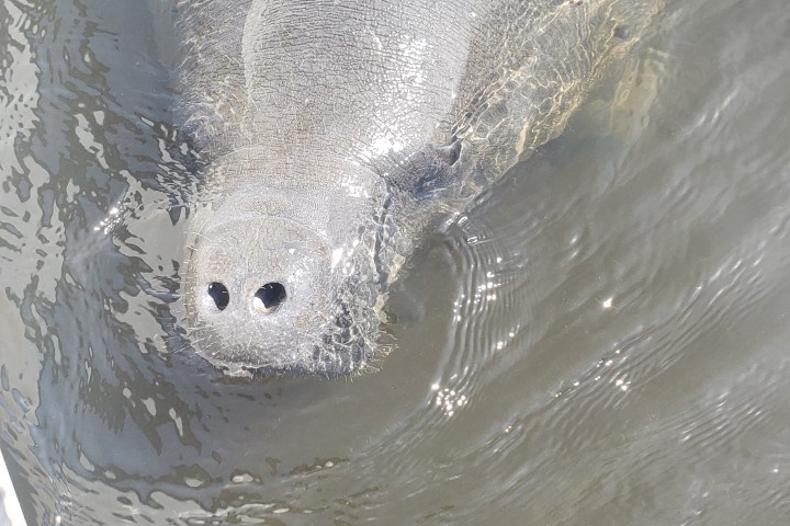 Tampa Bay manatee