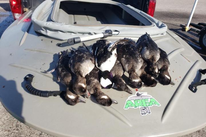 Buffleheads Bluebill ducks Florida